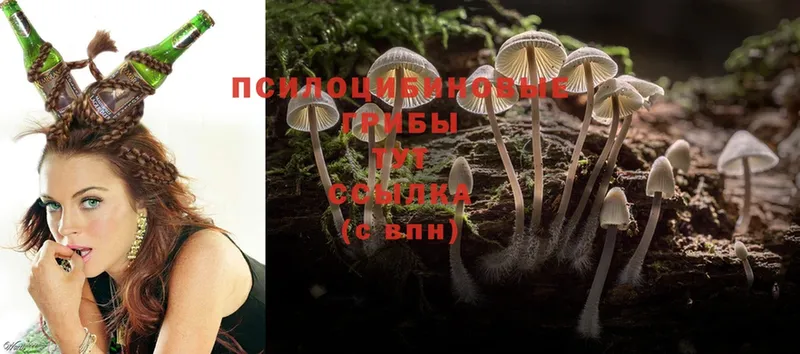 Псилоцибиновые грибы Psilocybe  продажа наркотиков  кракен ССЫЛКА  Ленинск-Кузнецкий 